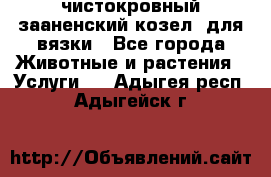 чистокровный зааненский козел  для вязки - Все города Животные и растения » Услуги   . Адыгея респ.,Адыгейск г.